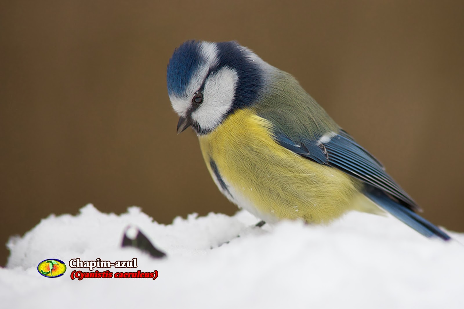 Blaumeise